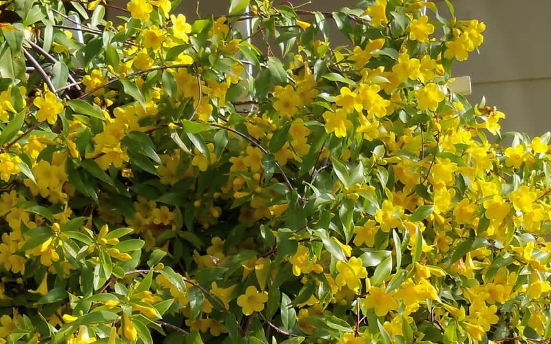  Butterscotch Yellow Jasmine (Jessamine) - Gelsemium Sempervirens - 1 Gallon Pot