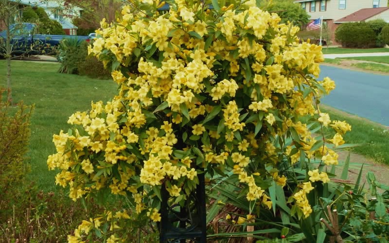  Butterscotch Yellow Jasmine (Jessamine) - Gelsemium Sempervirens - 1 Gallon Pot
