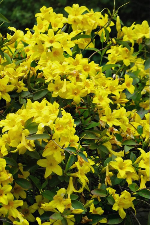  Butterscotch Yellow Jasmine (Jessamine) - Gelsemium Sempervirens - 1 Gallon Pot