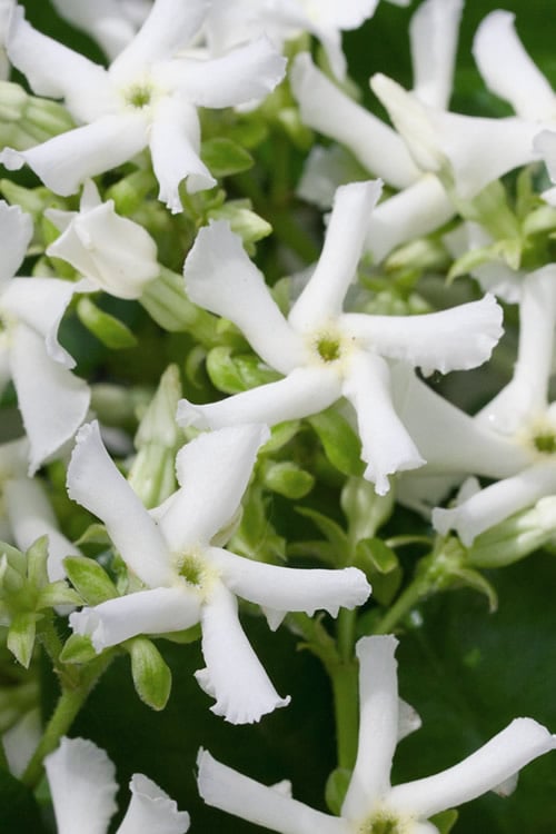  Confederate Jasmine Vine (Trachelospermum Jasminoides) - 3 Gallon Pot