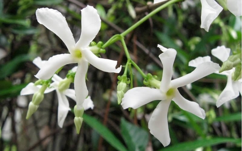  Confederate Jasmine Vine (Trachelospermum Jasminoides) - 3 Gallon Pot