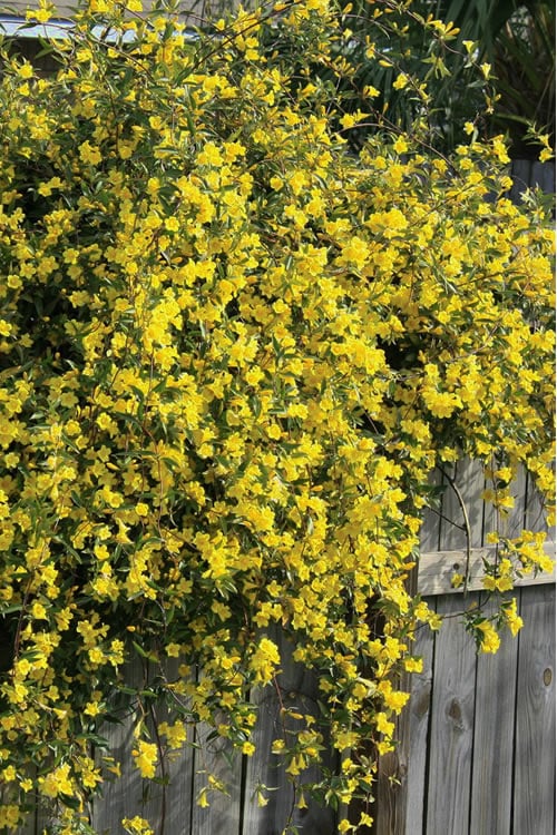  Duet Yellow Jasmine (Jessamine) - 2 Gallon Pot