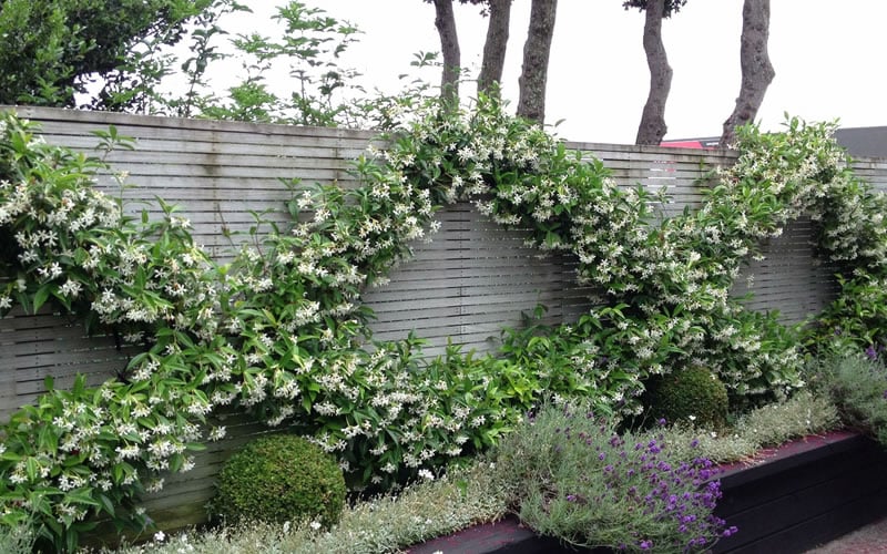  Madison Confederate Jasmine - 6 Pack Of 1 Gallon Pots