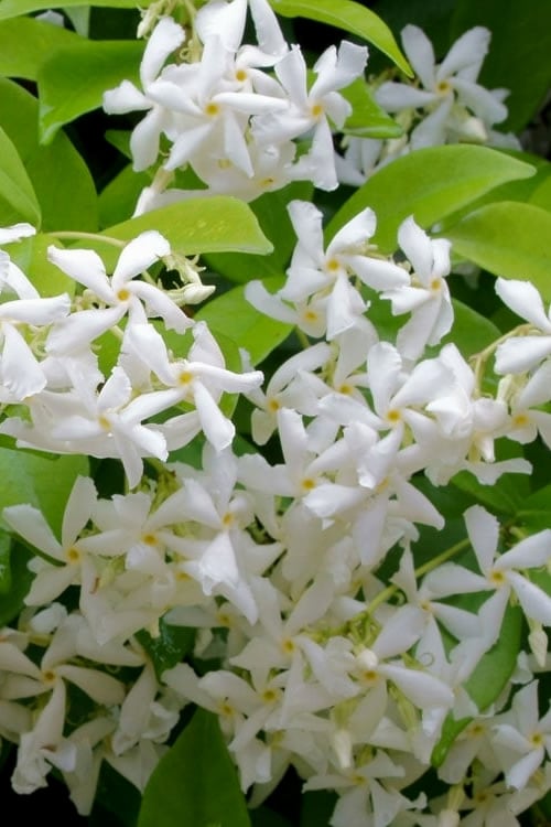  Madison Confederate Jasmine - 6 Pack Of 1 Gallon Pots