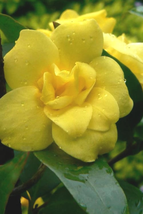  Pride Of Augusta Double Flowering Carolina Jasmine - 2 Gallon Pot