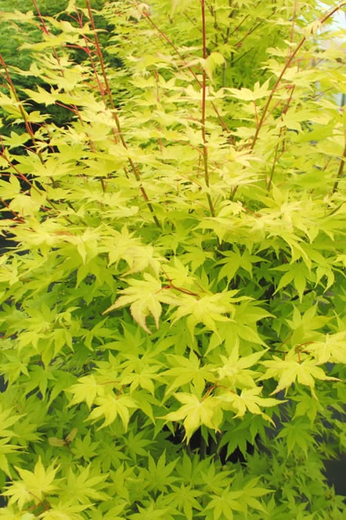  Summer Gold Japanese Maple - 1 Gallon Pot