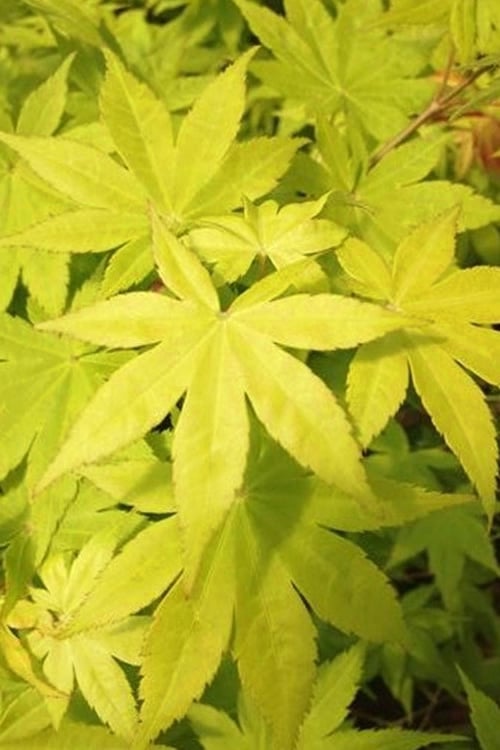  Summer Gold Japanese Maple - 1 Gallon Pot