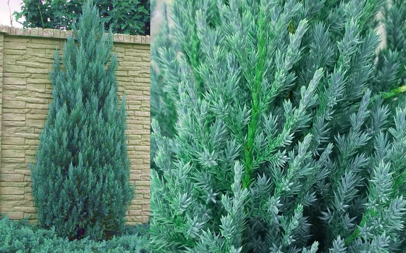 Blue Point Juniper - 1 Gallon Pot