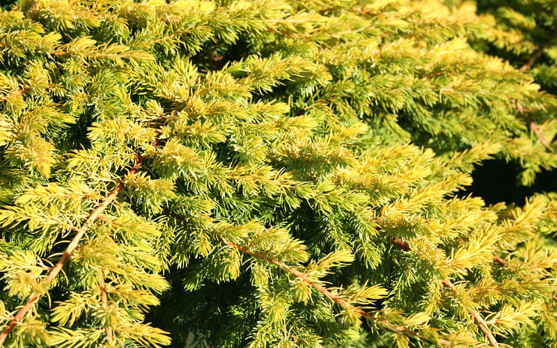  All Gold Golden Pacific Juniper - 1 Gallon Pot