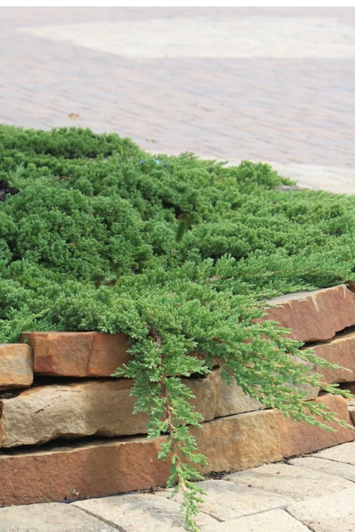  Green Mound Juniper - 2 Gallon Pot 