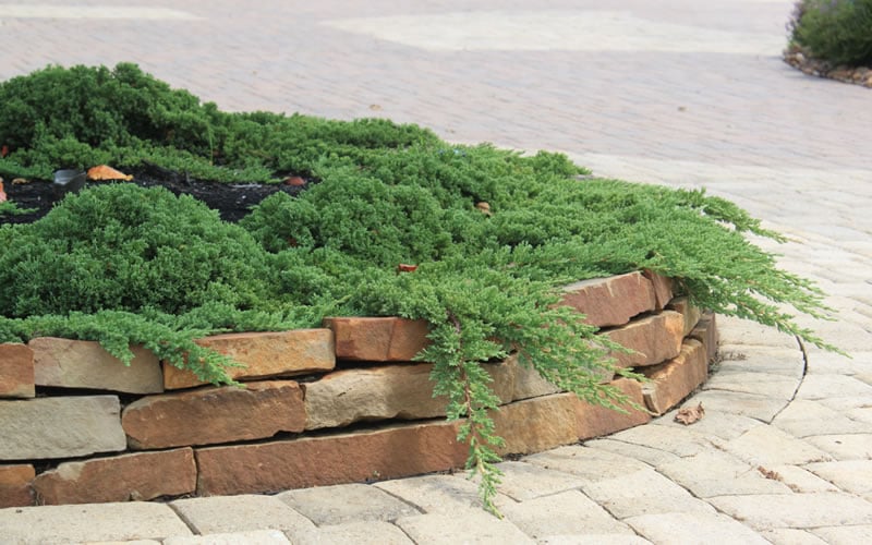  Green Mound Juniper - 2 Gallon Pot 