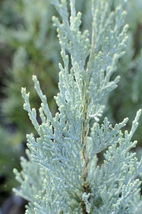  Moonglow Pyramidal Blue Juniper - 7 Gallon Pot (3-4')