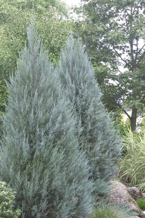  Moonglow Pyramidal Blue Juniper - 7 Gallon Pot (3-4')
