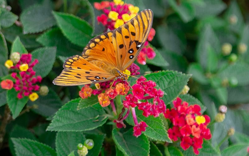  Cosmic Firestorm Lantana - 1 Gallon Pot