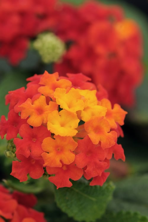  Cosmic Firestorm Lantana - 1 Gallon Pot
