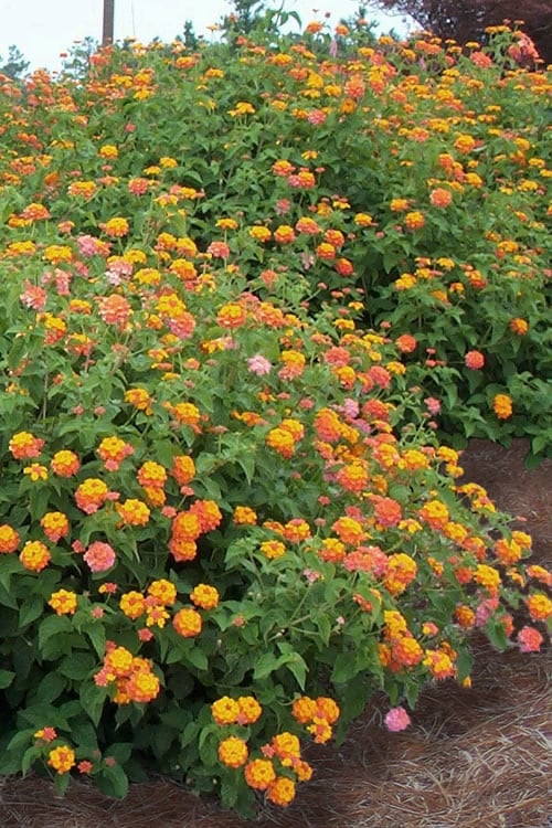  Miss Huff Hardy Lantana - 1 Gallon Pot