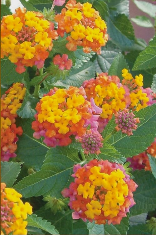  Miss Huff Hardy Lantana - 1 Gallon Pot