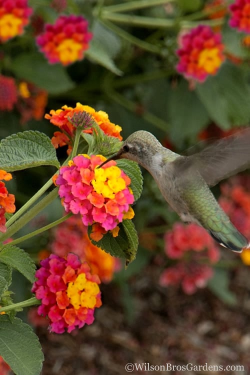  Sonset Hardy Lantana - 5 Pack Of Quart Pots