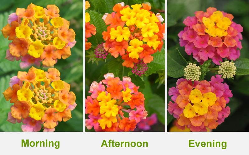  Sonset Hardy Lantana - 5 Pack Of Quart Pots
