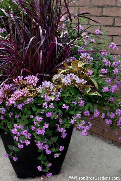  Trailing Lavender Lantana - 5 Pack Of Pint Pots
