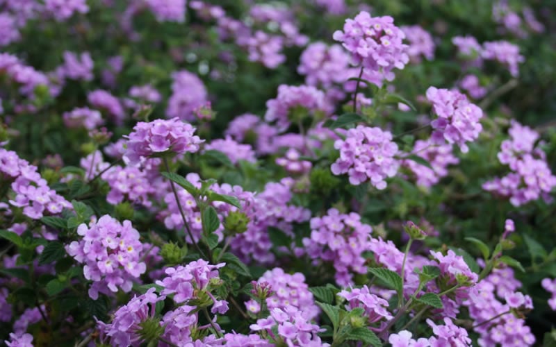  Trailing Lavender Lantana - 5 Pack Of Pint Pots