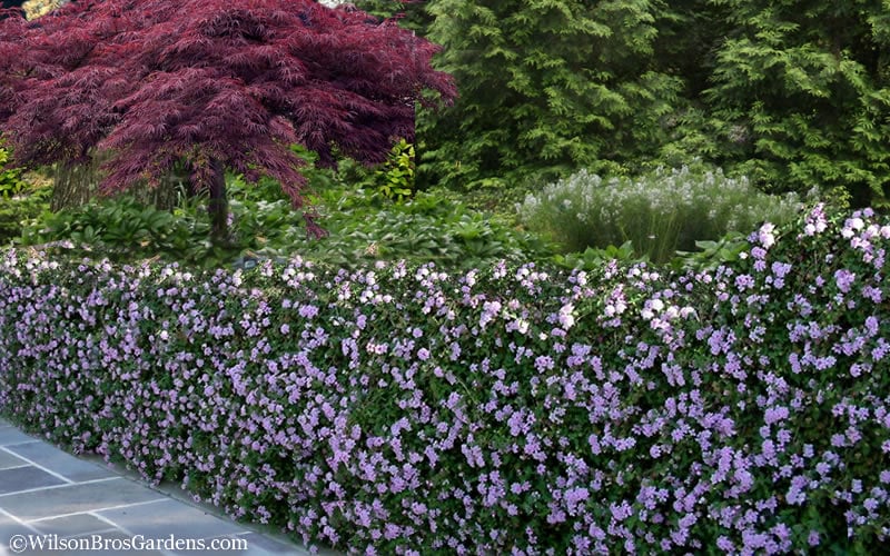  Trailing Lavender Lantana - 5 Pack Of Pint Pots