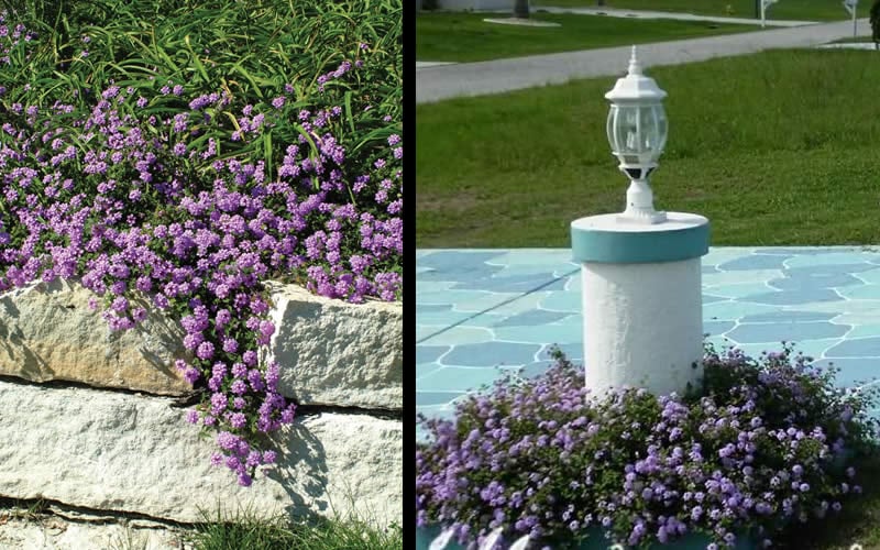  Trailing Lavender Lantana - 5 Pack Of Pint Pots
