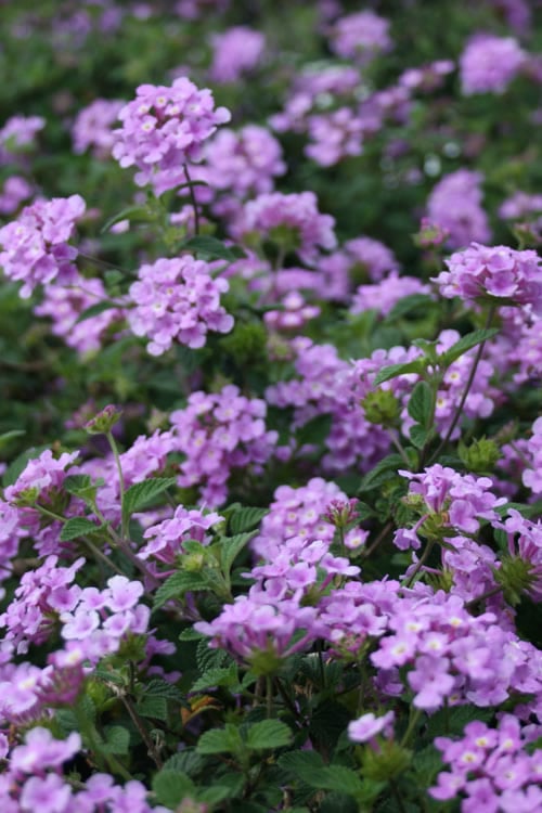  Trailing Lavender Lantana - 5 Pack Of Pint Pots