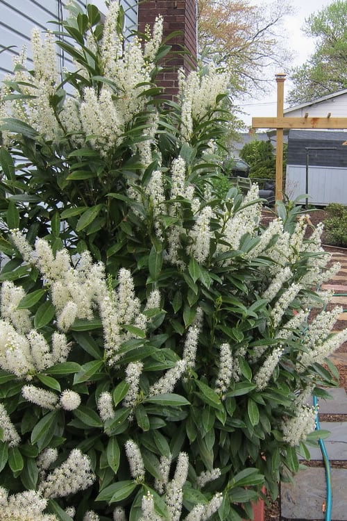  Schip Laurel (Prunus Laurocersasus 'Schipkaensis') - 5 Gallon Pot