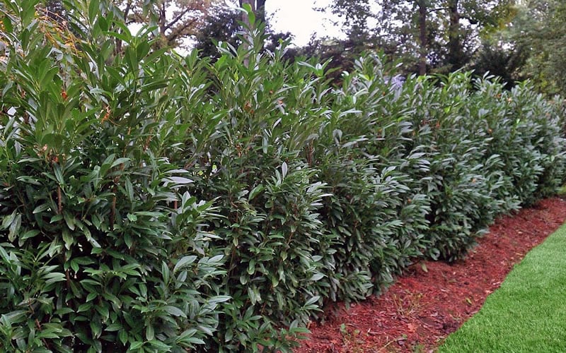  Schip Laurel (Prunus Laurocersasus 'Schipkaensis') - 5 Gallon Pot