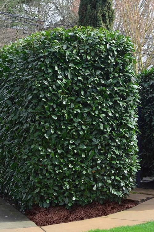  Schip Laurel (Prunus Laurocersasus 'Schipkaensis') - 6 Pack Of 1 Gallon Pots