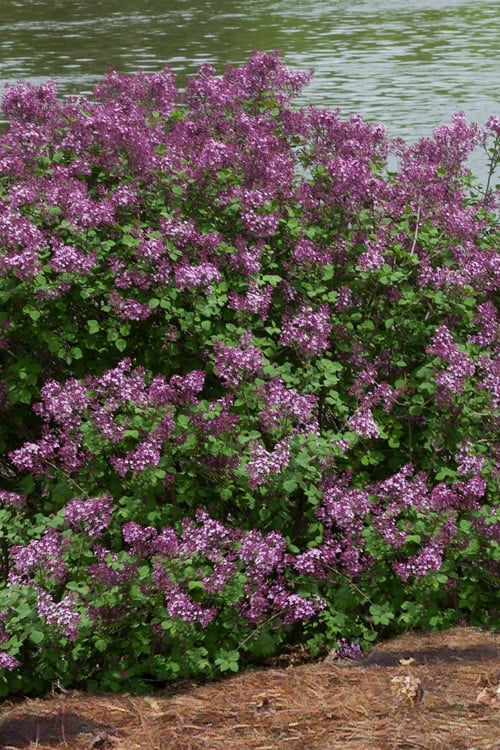  Bloomerang Dark Purple Lilac - 5 Pack Of Quart Pots