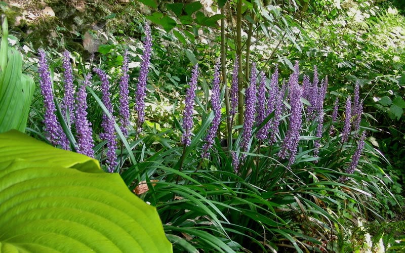  Big Blue Liriope - 6 Pack Of Pint Pots