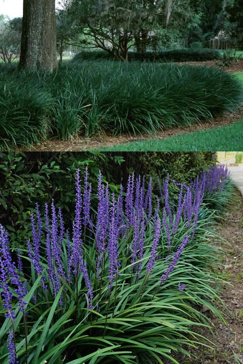  Big Blue Liriope - 6 Pack Of Pint Pots