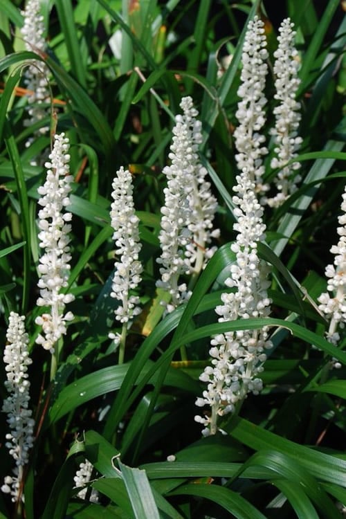  Monroe's White Liriope - Lilyturf - 18 Count Flat Of Pint Pots