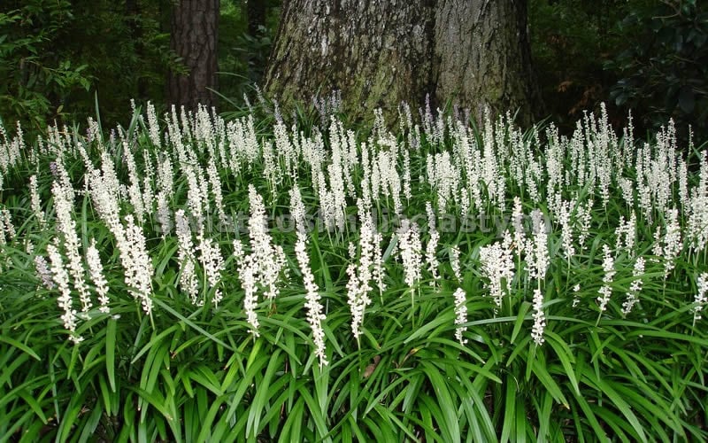  Monroe's White Liriope - Lilyturf - 18 Count Flat Of Pint Pots