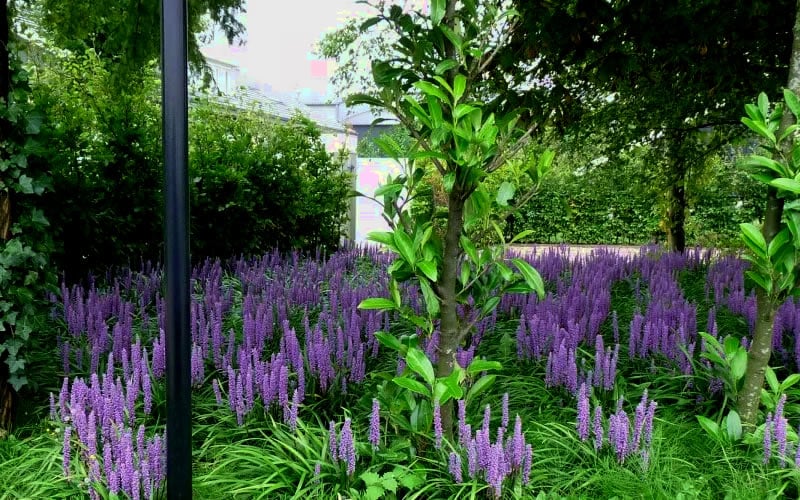  Royal Purple Liriope - Lilyturf - 18 Count Flats Of Pint Pots