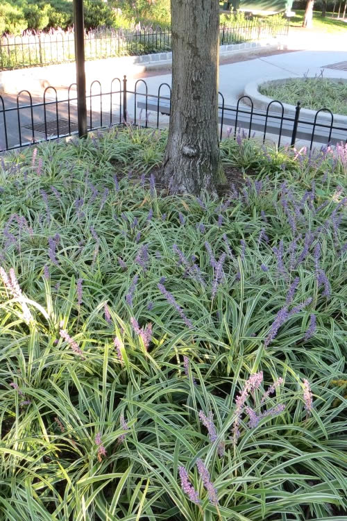  Variegated Liriope - Lilyturf - 54 Pack Of Pint Pots