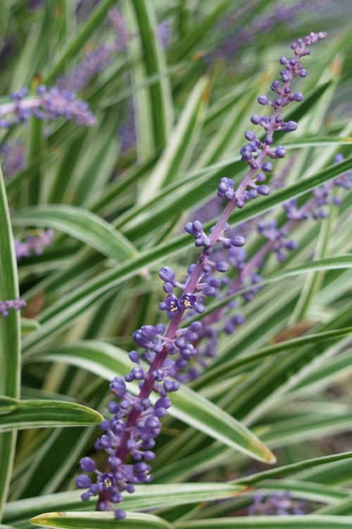  Variegated Liriope - Monkey Grass / Lilyturf - 10 Pack Of Pint Pots
