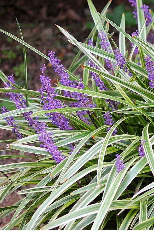  Variegated Liriope - Lilyturf - 54 Pack Of Pint Pots