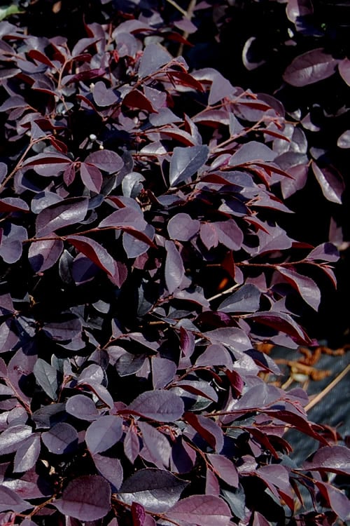  Carolina Midnight Loropetalum - 1 Gallon Pot