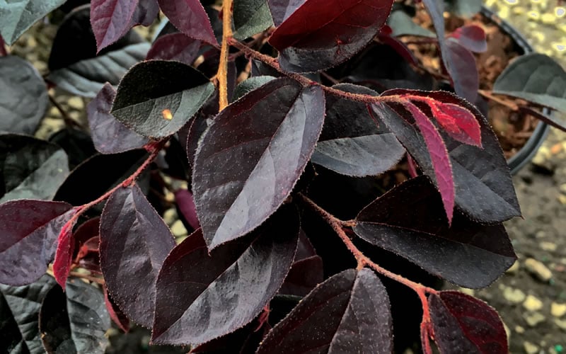  Carolina Midnight Loropetalum - 1 Gallon Pot