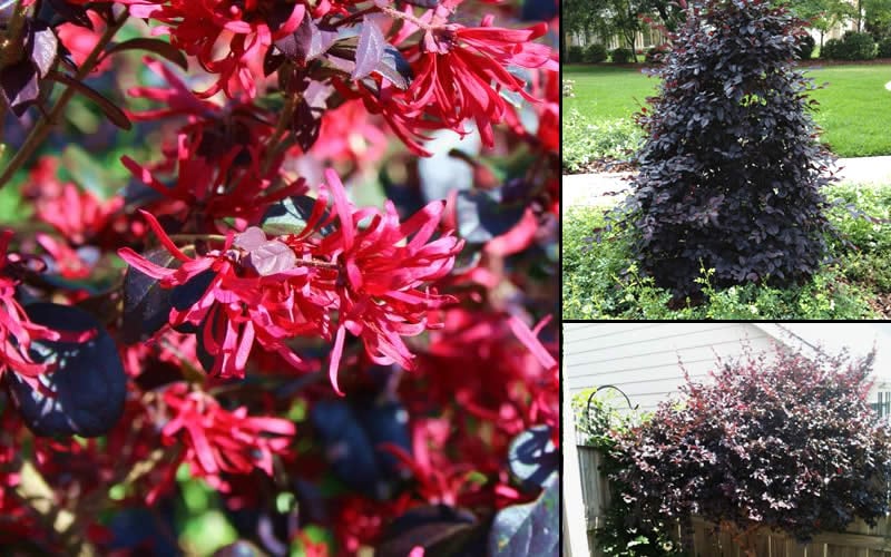  Carolina Midnight Loropetalum - 1 Gallon Pot