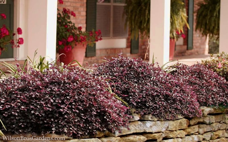  Purple Pixie Loropetalum - 2 Gallon Pot