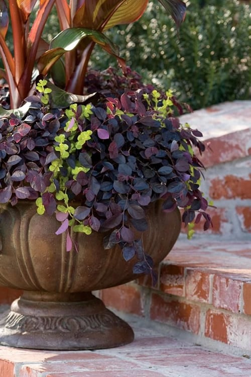  Purple Pixie Loropetalum - 2 Gallon Pot