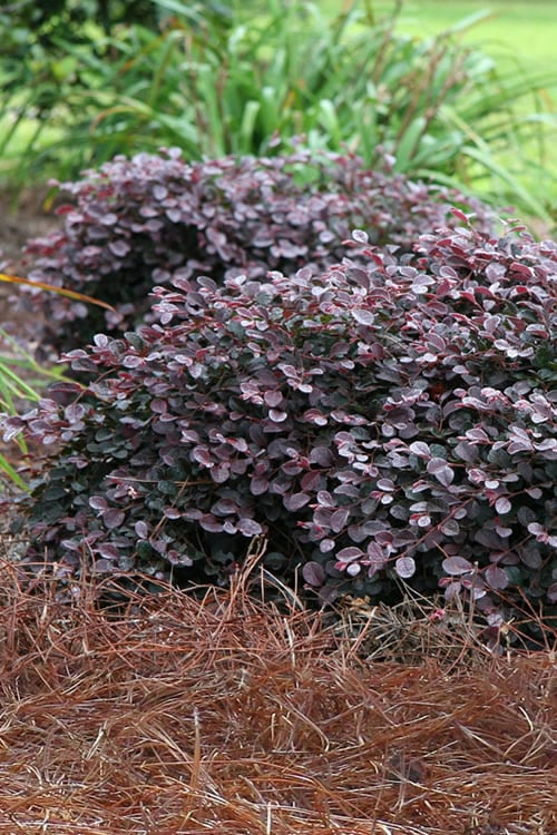  Purple Pixie Loropetalum - 2 Gallon Pot