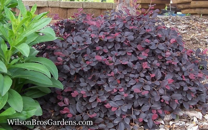  Purple Pixie Loropetalum - 2 Gallon Pot