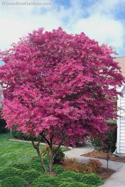  Zhuzhou Loropetalum (Chinese Fringeflower) - 7 Gallon Pot