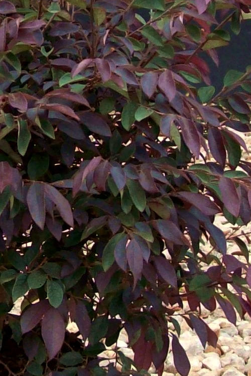  Zhuzhou Loropetalum (Chinese Fringeflower) - 7 Gallon Pot