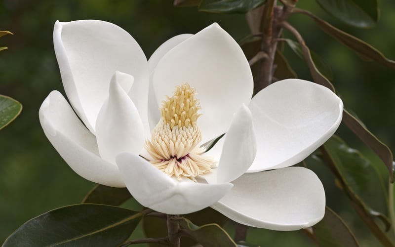  Alta Southern Magnolia - 7 Gallon Pot (3-4') 